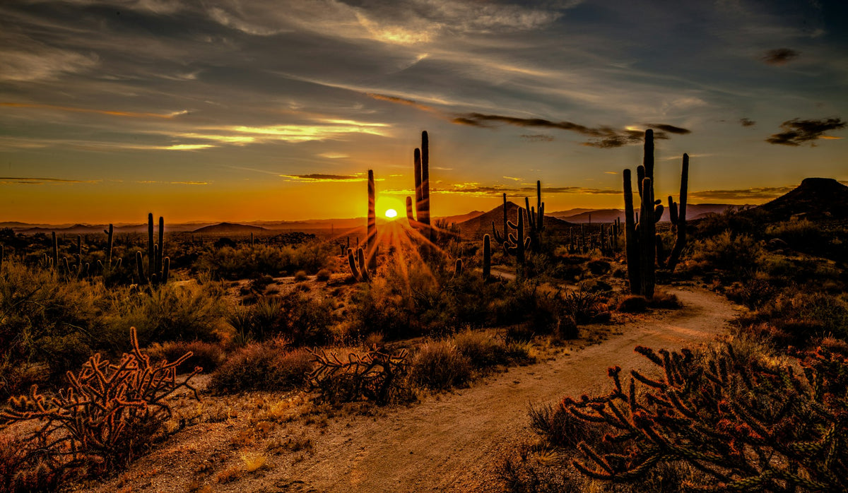 Scottsdale desert at sunset